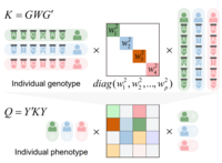 全顺反组关联分析算法RECWAS准确识别疾病风险顺反子区域