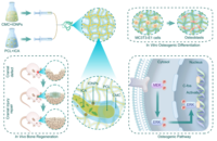 同轴静电纺丝纳米纤维促进骨组织再生