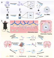 炎症响应型单核细胞仿生纳米氙气泡用于缺血性卒中微血管再通及神经保护